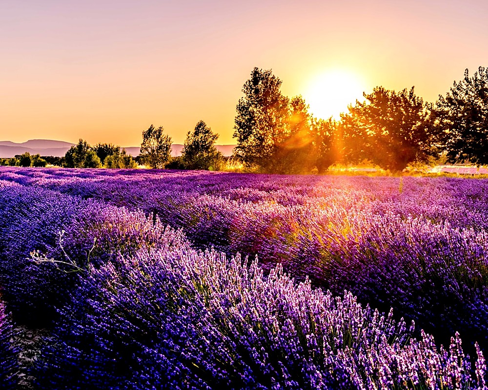A lavender field at sunset
